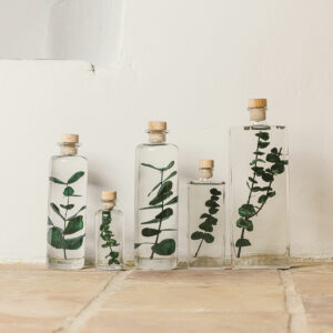 PLANTE IMMERGEE EUCALYPTUS VERT – Image 2