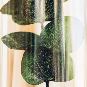 PLANTE IMMERGEE EUCALYPTUS VERT – Image 3
