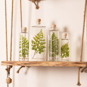 PLANTE IMMERGEE FOUGERE