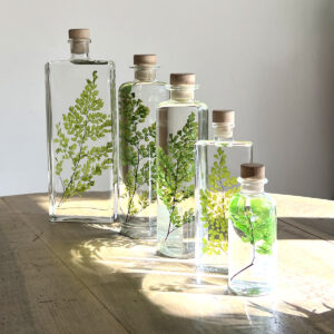 PLANTE IMMERGEE FOUGERE – Image 3