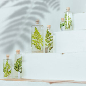 PLANTE IMMERGEE FOUGERE – Image 2