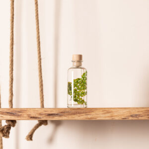 PLANTE IMMERGEE FOUGERE