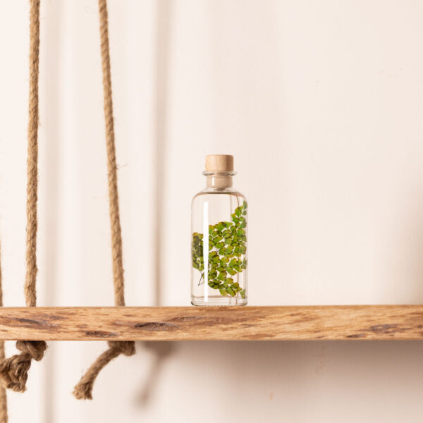 PLANTE IMMERGEE FOUGERE